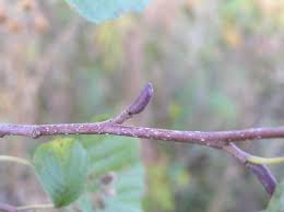 Attēlu rezultāti vaicājumam “Alnus glutinosa bud”