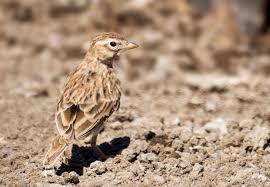 Image result for Calandrella rufescens