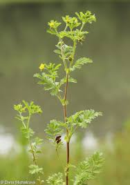 Attēlu rezultāti vaicājumam “Potentilla supina flower”