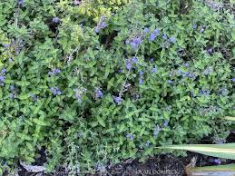 Attēlu rezultāti vaicājumam “Nepeta x faassenii flower”