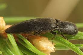 Attēlu rezultāti vaicājumam “Ectinus aterrimus”