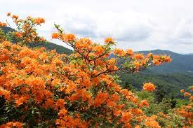 Attēlu rezultāti vaicājumam “Rhododendron calendulaceum”