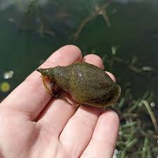 Attēlu rezultāti vaicājumam “Lymnaea stagnalis”