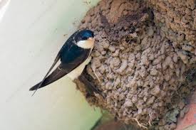 Attēlu rezultāti vaicājumam “Delichon urbicum nest”