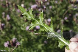 Attēlu rezultāti vaicājumam “Cirsium arvense leaf”
