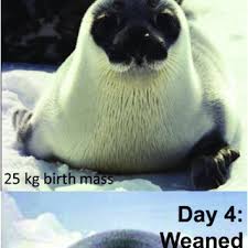 Image result for Cystophora cristata