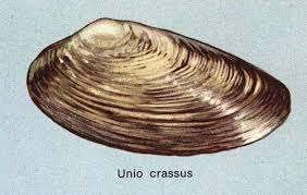 Attēlu rezultāti vaicājumam “Unio crassus”