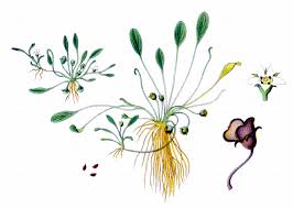 Attēlu rezultāti vaicājumam “Limosella aquatica leaf”