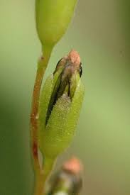 Attēlu rezultāti vaicājumam “Drosera rotundifolia leaf”