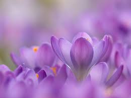 Attēlu rezultāti vaicājumam “Crocus tommasinianus flower”