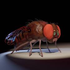 Attēlu rezultāti vaicājumam “Drosophila melanogaster”