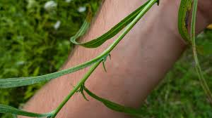 Attēlu rezultāti vaicājumam “Centaurea jacea fruit”