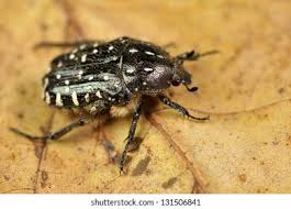 Attēlu rezultāti vaicājumam “Oxythyrea funesta”