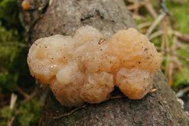 Attēlu rezultāti vaicājumam “Tremella encephala”