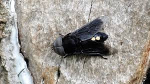 Attēlu rezultāti vaicājumam “Tabanidae”