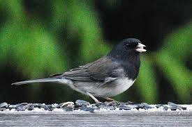 Image result for Junco hyemalis