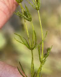 Attēlu rezultāti vaicājumam “Chara globularis”