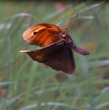 Attēlu rezultāti vaicājumam “Maniola jurtina male”