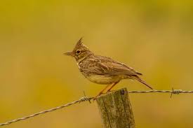 Attēlu rezultāti vaicājumam “Galerida cristata”