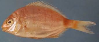 Image result for Diplodus sargus