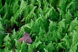 Attēlu rezultāti vaicājumam “Ptilium crista-castrensis”