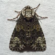 Attēlu rezultāti vaicājumam “Craniophora ligustri larva”