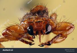 Attēlu rezultāti vaicājumam “Lipoptena cervi”