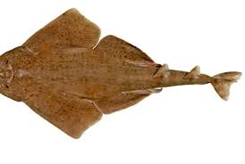 Image result for Acroteriobatus annulatus