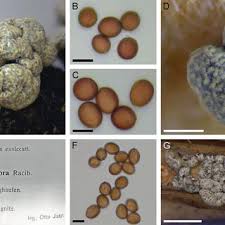 Attēlu rezultāti vaicājumam “Physarum ovisporum spores”