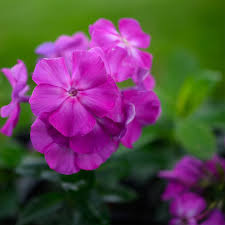 Attēlu rezultāti vaicājumam “Phlox paniculata”