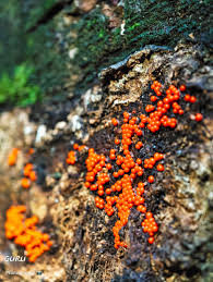 Attēlu rezultāti vaicājumam “Trichia sp.”