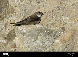 Image result for Ptyonoprogne rupestris