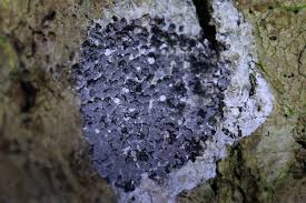 Attēlu rezultāti vaicājumam “Enerthenema papillatum stalked”