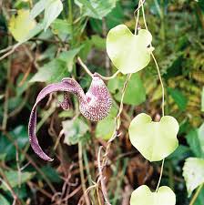 Attēlu rezultāti vaicājumam “Aristolochiaceae”
