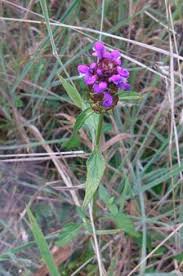 Attēlu rezultāti vaicājumam “Prunella vulgaris flower”