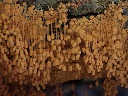 Attēlu rezultāti vaicājumam “Paradiacheopsis sp.”