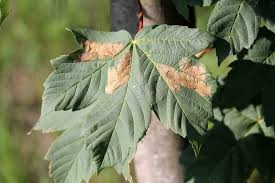 Attēlu rezultāti vaicājumam “Acer pseudoplatanus leaf”