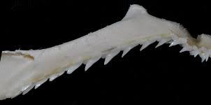 Image result for Rhizoprionodon terraenovae