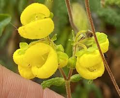Image result for Calceolaria integrifolia