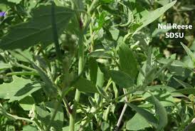 Attēlu rezultāti vaicājumam “Chenopodiaceae”