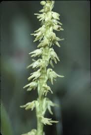 Attēlu rezultāti vaicājumam “Herminium monorchis flower”