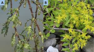 Attēlu rezultāti vaicājumam “Najas marina leaf”