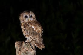 Attēlu rezultāti vaicājumam “Strix aluco”