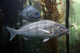 Image result for Lithognathus lithognathus