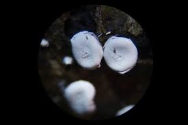 Attēlu rezultāti vaicājumam “Diderma hemisphaericum macro”