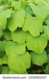 Attēlu rezultāti vaicājumam “Menispermum dauricum leaf”