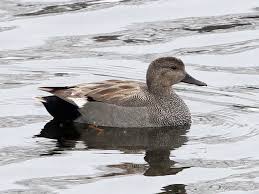 Attēlu rezultāti vaicājumam “Anas strepera”