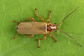 Attēlu rezultāti vaicājumam “Cantharis figurata”