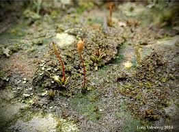 Attēlu rezultāti vaicājumam “Saelania glaucescens”