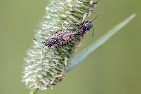 Attēlu rezultāti vaicājumam “Nithecus jacobaeae”